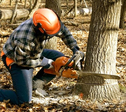 Tree Removal in Reisterstown, MD